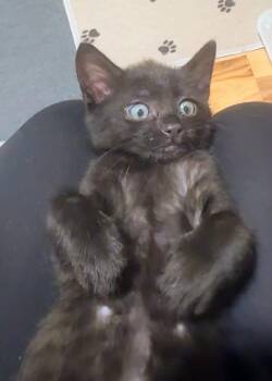 Rumi -  Domestic Short Hair Cat for Adoption in Reston, Virginia - Rumi | PetCurious