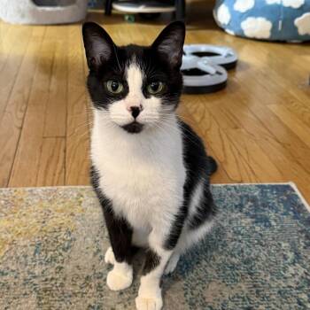Domestic Short Hair Cats Available for Adoption - Lolly | PetCurious