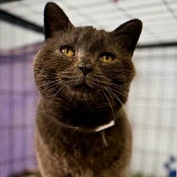 Domestic Short Hair Cats Available for Adoption - Riley | PetCurious