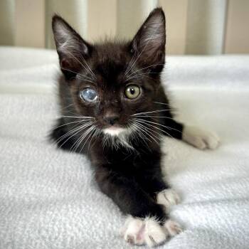 Domestic Short Hair Cats Available for Adoption in Austin, Texas - Tucker 7 | PetCurious