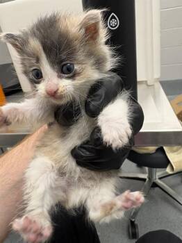 PAULANN -  Domestic Short Hair Cat for Adoption in Indianapolis, Indiana - PAULANN | PetCurious