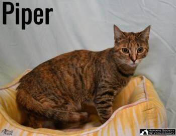 Domestic Short Hair Cats Available for Adoption in Fort Mill, South Carolina - Piper | PetCurious