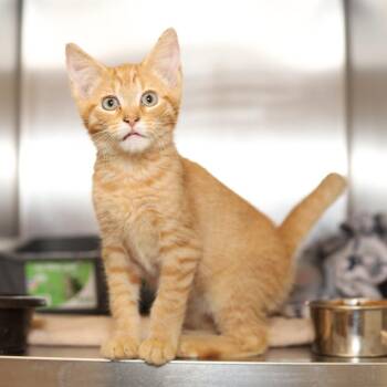 Simba -  Domestic Short Hair Cat for Adoption in Evansville, Indiana - Simba | PetCurious