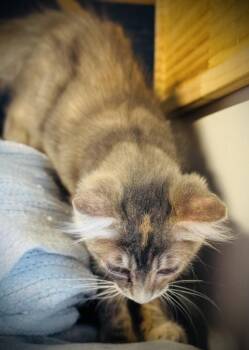 Trixie -  Domestic Medium Hair Cat for Adoption in Jackson, Georgia - Trixie | PetCurious