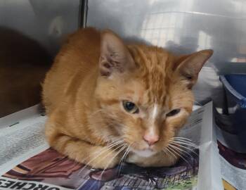 DERBY -  Tabby Cat for Adoption in Claremore, Oklahoma - DERBY | PetCurious