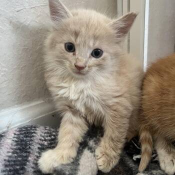 Domestic Long Hair Cats Available for Adoption in Jacksonville, Florida - Dumpling | PetCurious