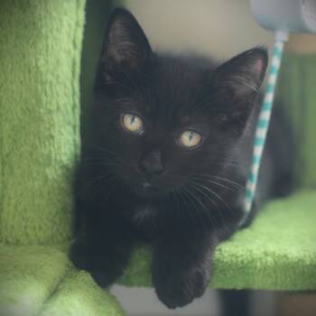 Darby -  Domestic Short Hair Cat for Adoption in Amsterdam, New York - Darby | PetCurious