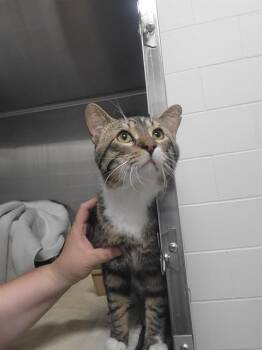 ROYCE -  Domestic Short Hair Cat for Adoption in Minneapolis, Minnesota - ROYCE | PetCurious
