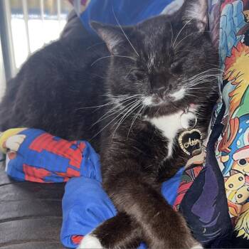 Aria -  Domestic Short Hair Cat for Adoption in West Palm Beach, Florida - Aria | PetCurious