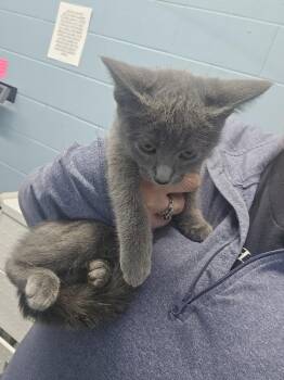 Lyla -  Domestic Short Hair Cat for Adoption in Evansville, Indiana - Lyla | PetCurious
