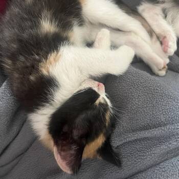 Ruby -  Domestic Short Hair Cat for Adoption in Pacific Grove, California - Ruby | PetCurious