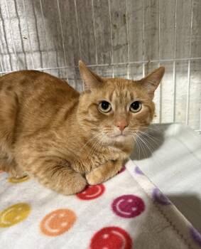 Domestic Short Hair Cats Available for Adoption in Walled Lake, Michigan - Moritz | PetCurious