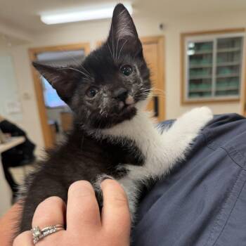 Will -  Domestic Short Hair Cat for Adoption - Will | PetCurious