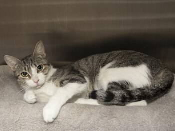 MOMMA -  Domestic Short Hair Cat for Adoption in Phoenix, Arizona - MOMMA | PetCurious