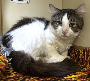 Domestic Short Hair Cats Available for Adoption in Dedham, Massachusetts - JACK | PetCurious