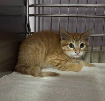 Carl -  Domestic Short Hair Cat for Adoption in Vancouver, Washington - Carl | PetCurious