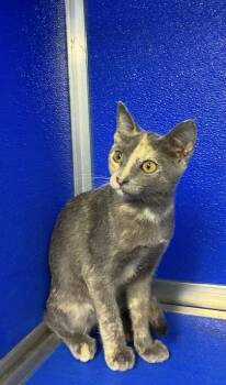 Meadow -  Domestic Short Hair Cat for Adoption in Picayune, Mississippi - Meadow | PetCurious