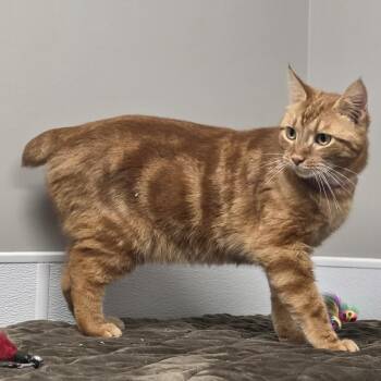 Bob -  Domestic Short Hair Cat for Adoption in Shepherdsville, Kentucky - Bob | PetCurious