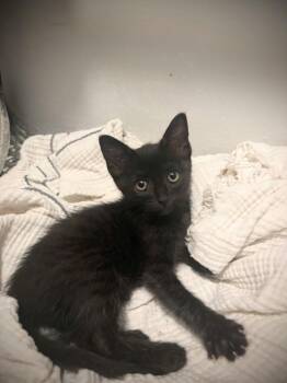 Fruit Loop -  Bombay Cat for Adoption in San Antonio, Texas - Fruit Loop | PetCurious
