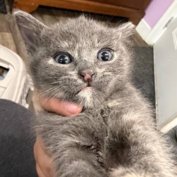 Domestic Short Hair Cats Available for Adoption in Boerne, Texas - Chaise Lounge | PetCurious