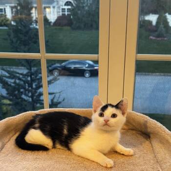 Doodle -  Domestic Short Hair and Tuxedo Cat for Adoption in Mastic, New York - Doodle | PetCurious