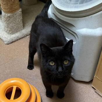 Hector -  Domestic Short Hair Cat for Adoption in Norwalk, Connecticut - Hector | PetCurious