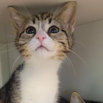 Marty -  Domestic Short Hair Cat for Adoption in Wheeling, Illinois - Marty | PetCurious