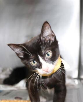 Colocolo (PetSmart S Claiborne) -  Domestic Short Hair Cat for Adoption in New Orleans, Louisiana - Colocolo (PetSmart S Claiborne) | PetCurious