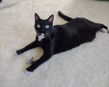 Rescue Domestic Short Hair Cats for Adoption in Calverton, Maryland - DIAMOND | PetCurious