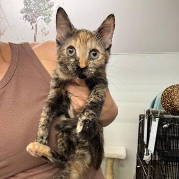 Calypso -  Domestic Short Hair Cat for Adoption in Buffalo, New York - Calypso | PetCurious