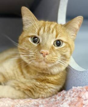 Tabby Cats Available for Adoption in Bedford Hills, New York - Frito Is FANTASTIC - Super Cutie!  Video!  Owner Passed - SO SAD | PetCurious