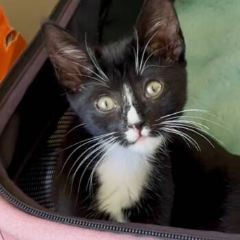 Orca -  Domestic Short Hair Cat for Adoption in Pleasant Hill, California - Orca | PetCurious