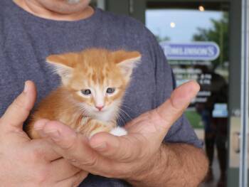 Domestic Short Hair Cats Available for Adoption in Pflugerville, Texas - Gibson | PetCurious