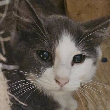Yarrow -  Domestic Long Hair Cat for Adoption in Richmond, Virginia - Yarrow | PetCurious