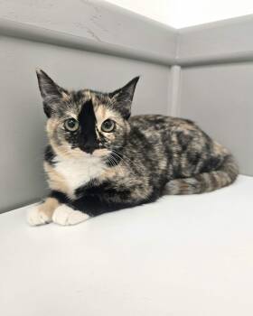 Domestic Short Hair Cats Available for Adoption - Dottie | PetCurious