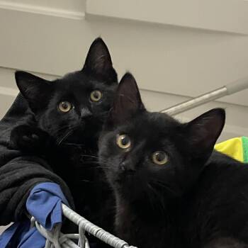 Breeze -  Domestic Short Hair Cat for Adoption in South Elgin, Illinois - Breeze | PetCurious