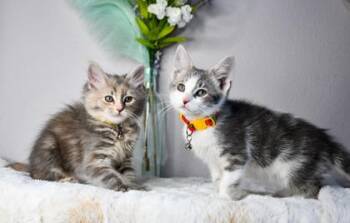 Thelma -  Domestic Long Hair and Domestic Short Hair Cat for Adoption in Yakima, Washington - Thelma | PetCurious