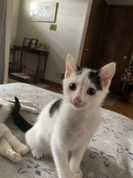 Rescue Domestic Short Hair Cats for Adoption in Milltown, New Jersey - Malt | PetCurious