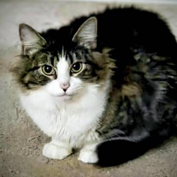 Domestic Short Hair Cats Available for Adoption in Auburn, Alabama - Neon | PetCurious
