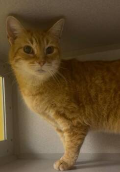 Domestic Long Hair Cats Available for Adoption - Ginger | PetCurious