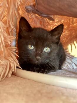 Gaston -  Domestic Short Hair Cat for Adoption in Montclair, New Jersey - Gaston | PetCurious