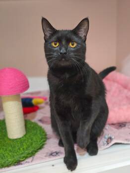 Domestic Short Hair Cats Available for Adoption - Bramble | PetCurious