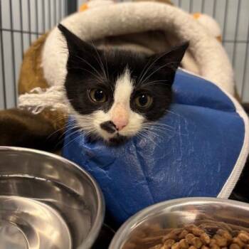 Sunny -  Domestic Short Hair Cat for Adoption in Mooresville, North Carolina - Sunny | PetCurious