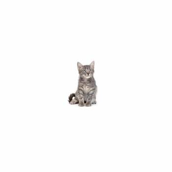 Thor -  Domestic Short Hair Cat for Adoption in Los Angeles, California - Thor | PetCurious