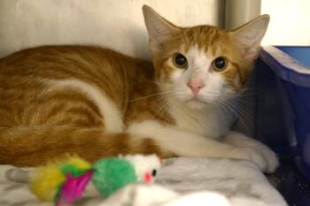 Abu -  Domestic Short Hair Cat for Adoption in New Milford, Connecticut - Abu | PetCurious