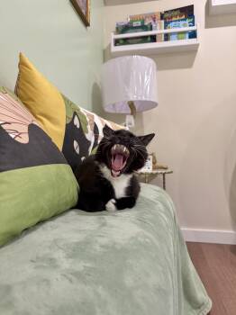 Domestic Short Hair Cats Available for Adoption in Manchester, Maryland - Miles | PetCurious