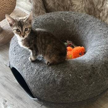 Sprinkles -  Domestic Short Hair Cat for Adoption in Fort Lauderdale, Florida - Sprinkles | PetCurious