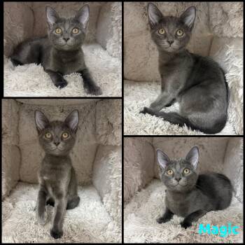 Magic -  Domestic Short Hair Cat for Adoption in Windy Hills, Kentucky - Magic | PetCurious