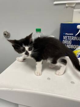 Rescue Domestic Short Hair Cats for Adoption in Angola, Indiana - Ferrero | PetCurious