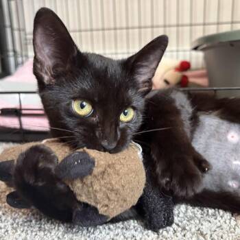 Madrid -  Domestic Short Hair Cat for Adoption in Candler, North Carolina - Madrid | PetCurious